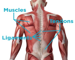 Connective tissue
