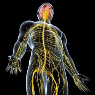 Your nervous system