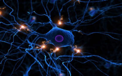 Neuron (nerve cell) signalling